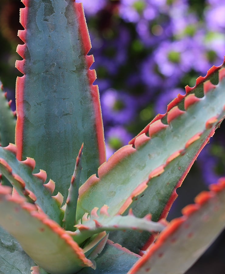 Star Aloe®