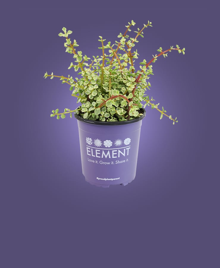 Element™