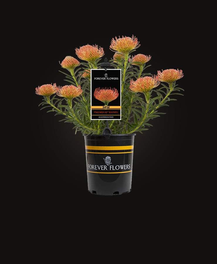 Forever Flowers®