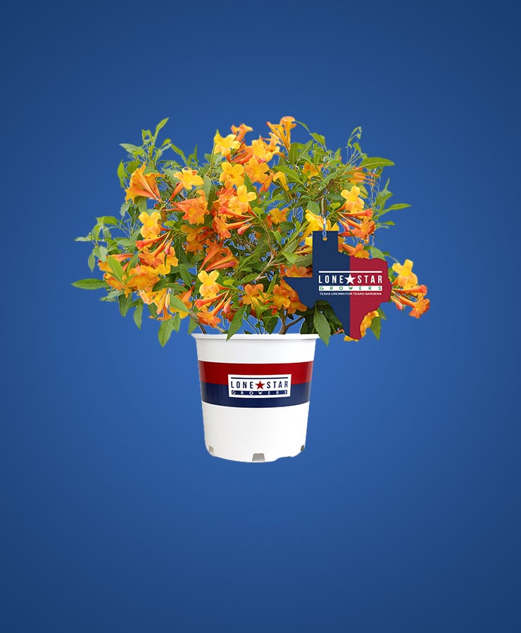 Lone Star Growers