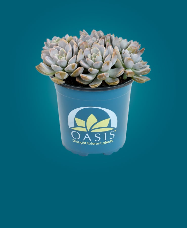 Oasis®