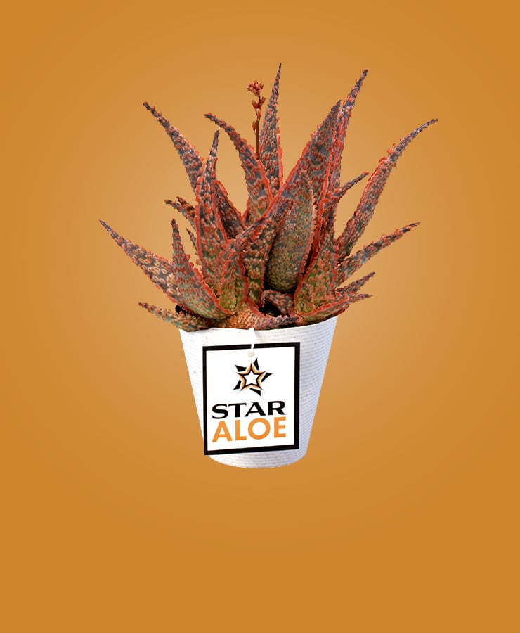 Star Aloe®