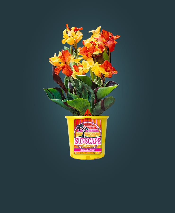 Sunscape®