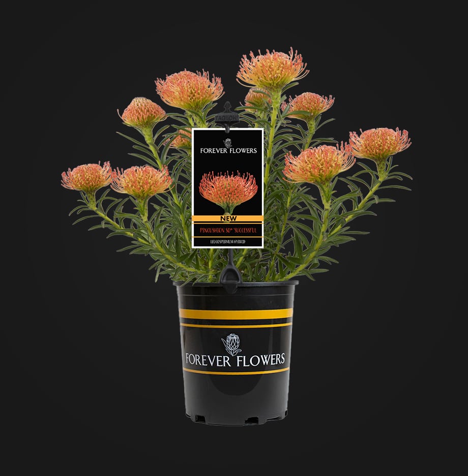 Forever Flowers pincushion flowers in a container