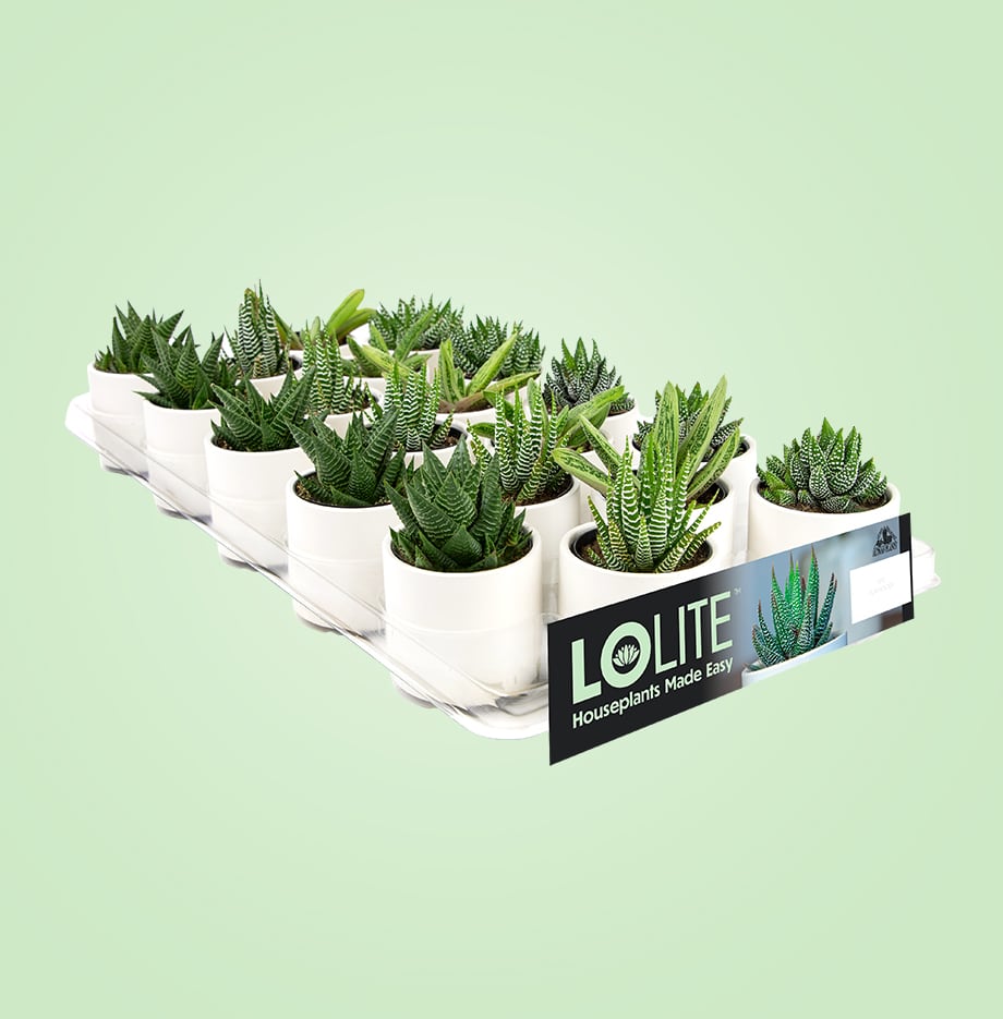 pallet of Altman Lolite succulents