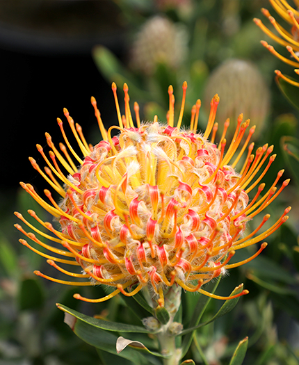 Pincushion Carnival Orange