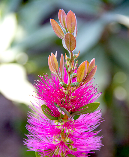 Bottle Pop Neon Pink Bottlebrush