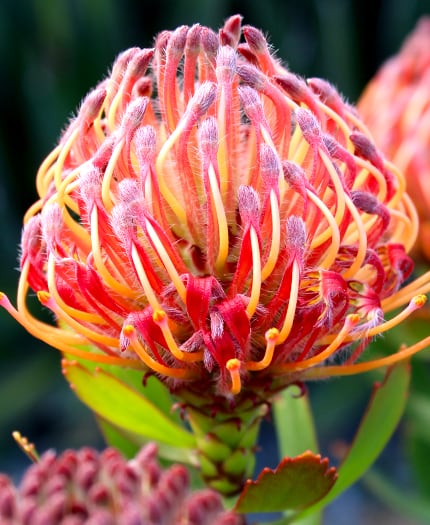 Pincushion Carnival® Red