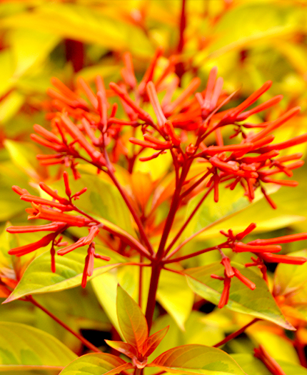 Firebush 'Lime Sizzler' PP26,247