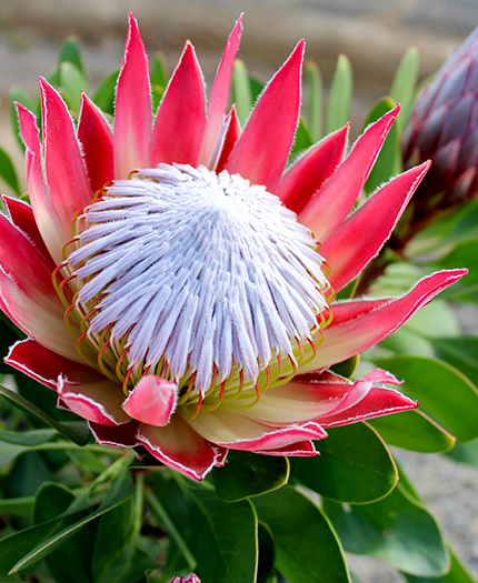 King Protea 'Little Prince'