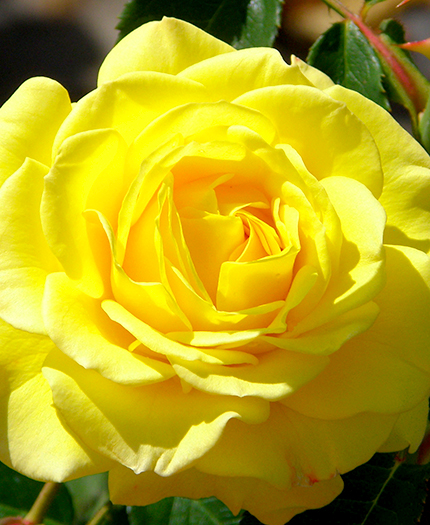 Lone Star Rose