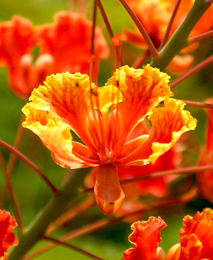 Mexican Bird of Paradise