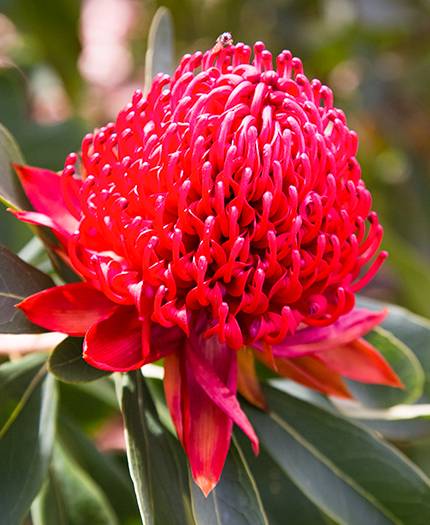 Waratach 'Shady Lady Red'