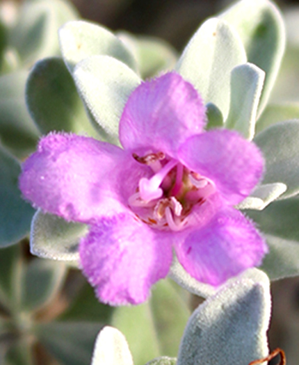 Texas Sage 'Silverado'