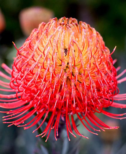 Pincushion So® 'Exquisite'