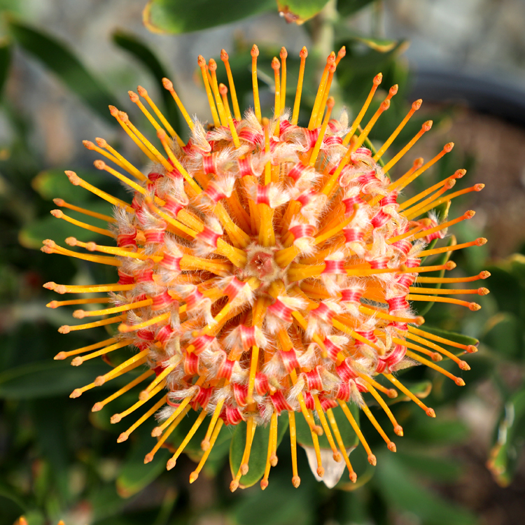 Pincushion Carnival Orange