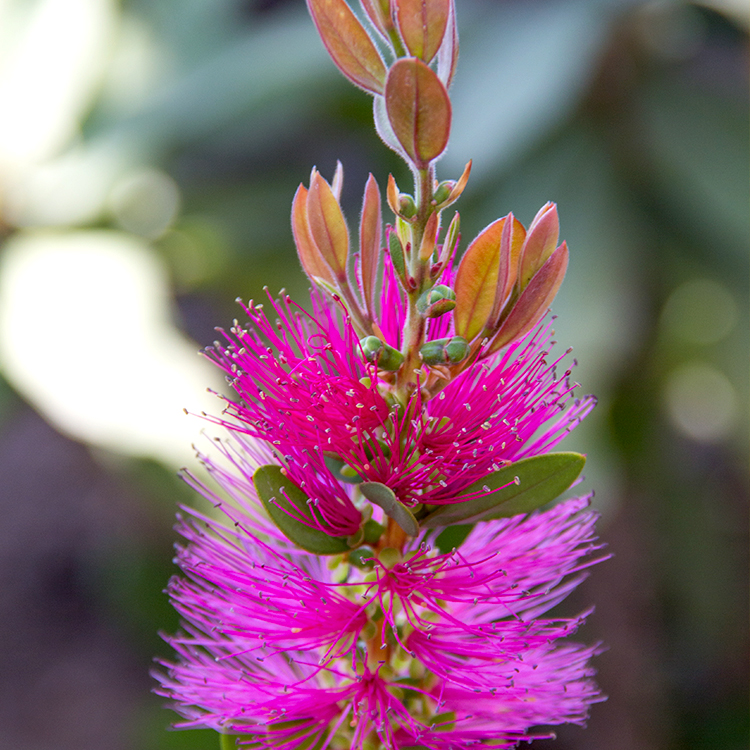 Bottle Pop Neon Pink Bottlebrush