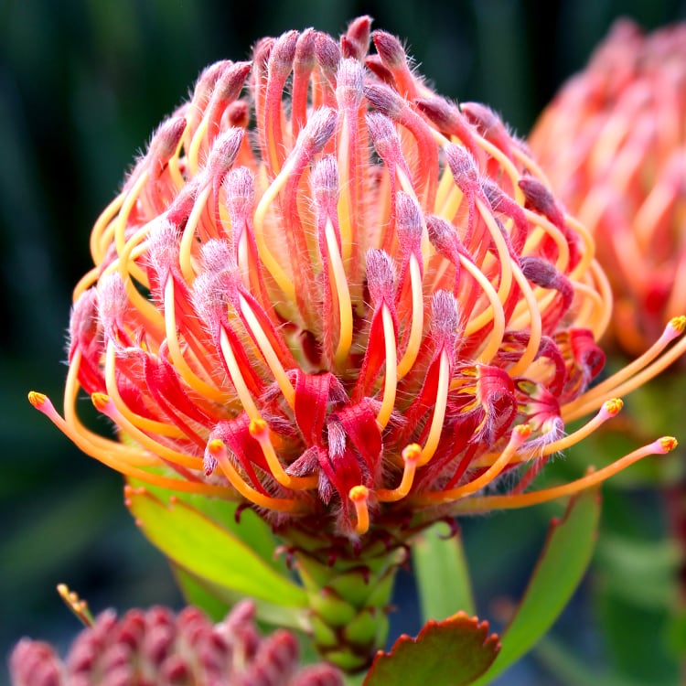 Pincushion Carnival® Red