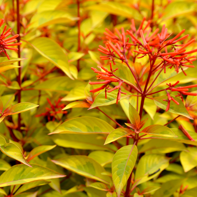 Firebush 'Lime Sizzler' PP26,247