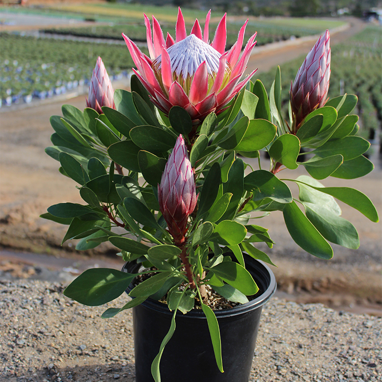 King Protea 'Little Prince'