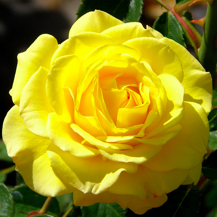 Lone Star Rose
