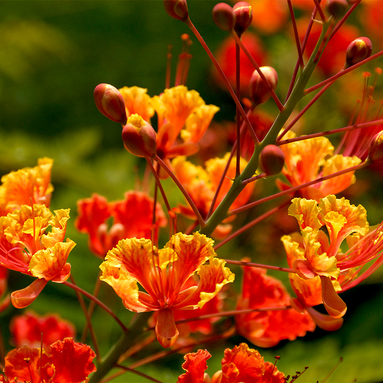 Mexican Bird of Paradise