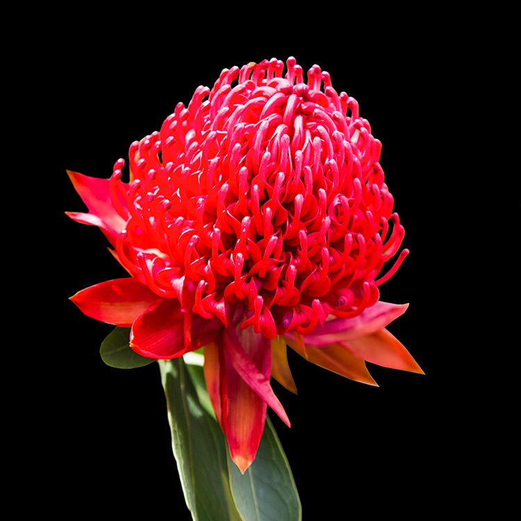Waratach 'Shady Lady Red'