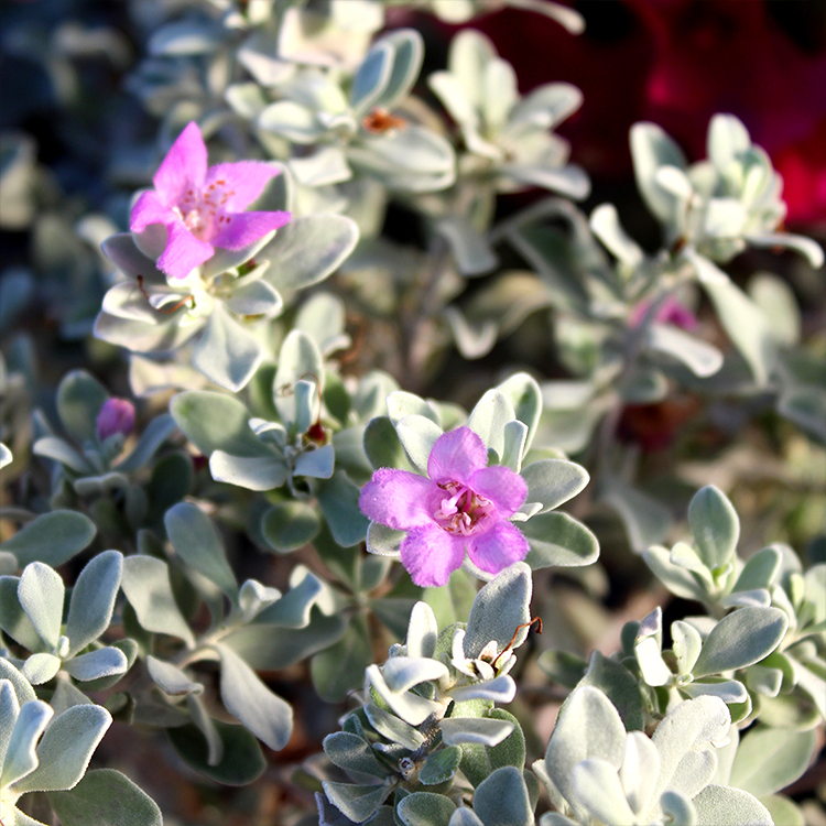 Texas Sage 'Silverado'