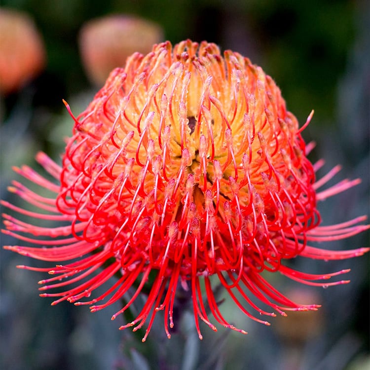 Pincushion So® 'Exquisite'