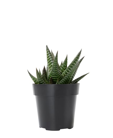 Haworthia Limifolia
