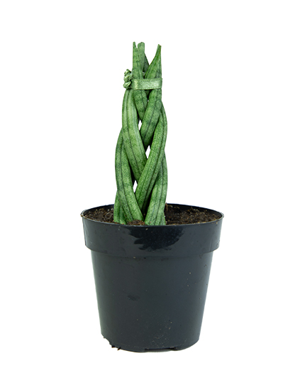 Sansevieria Cylindrica Braid