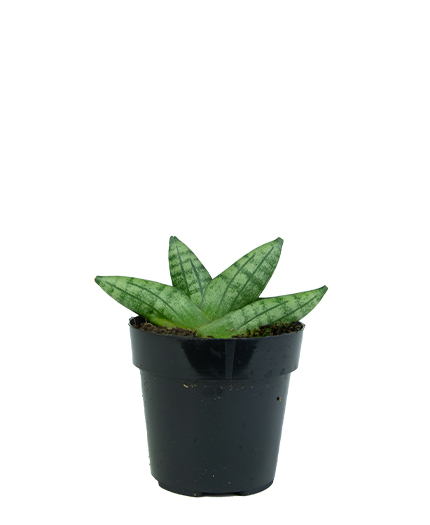 Sansevieria Boncel Dwarf