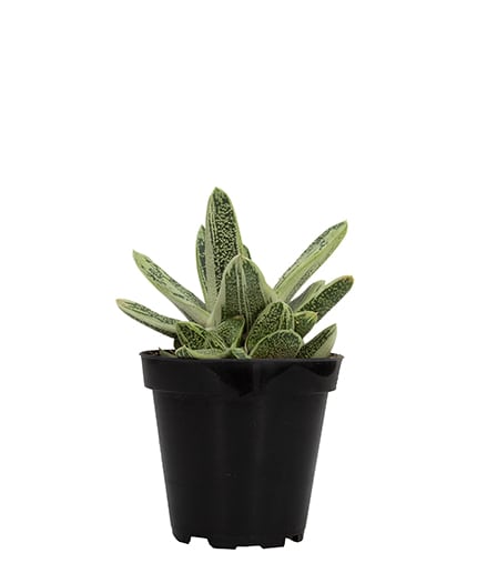 Gasteria 'Little Warty'