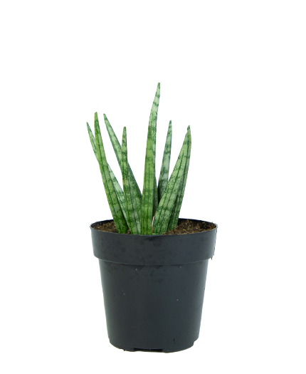 Sansevieria Spiky