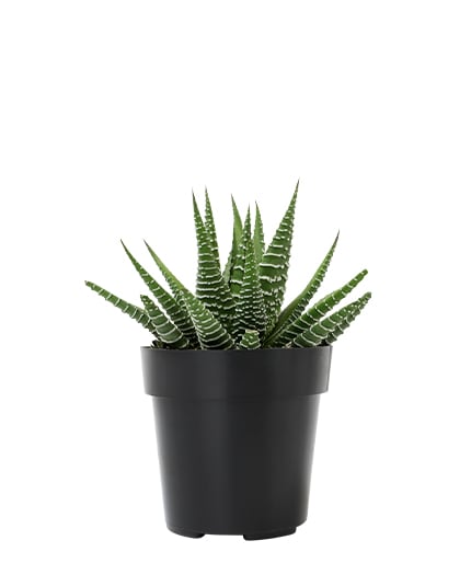 Haworthia Fasciata (Zebra Plant)
