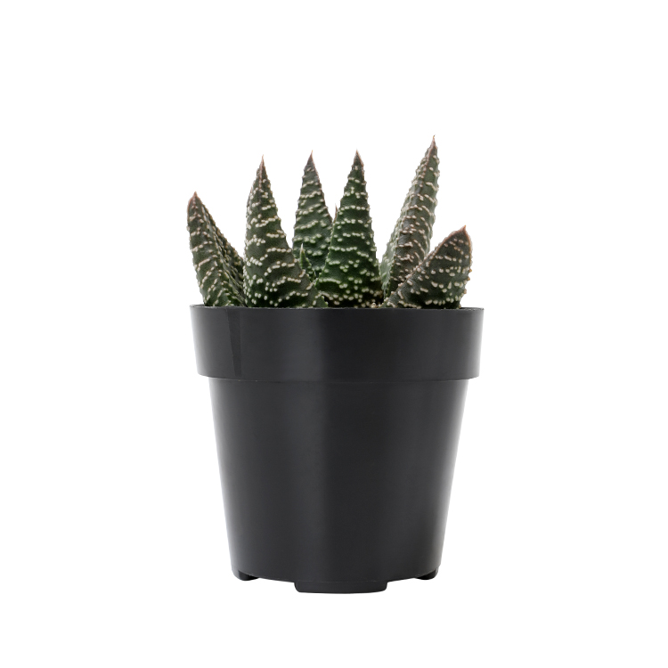 Gasteria Okavango