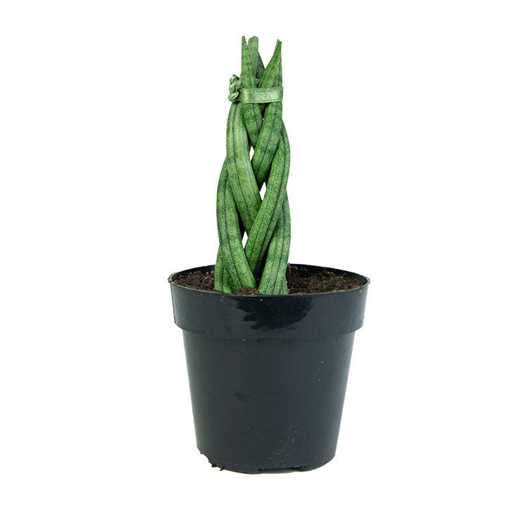 Sansevieria Cylindrica Braid