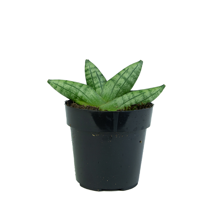 Sansevieria Boncel Dwarf