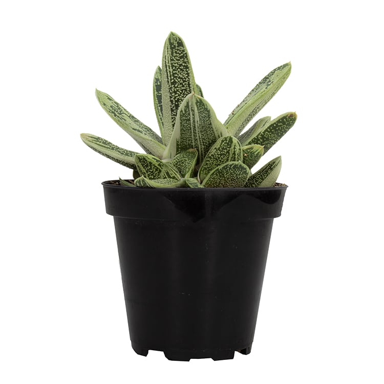 Gasteria 'Little Warty'