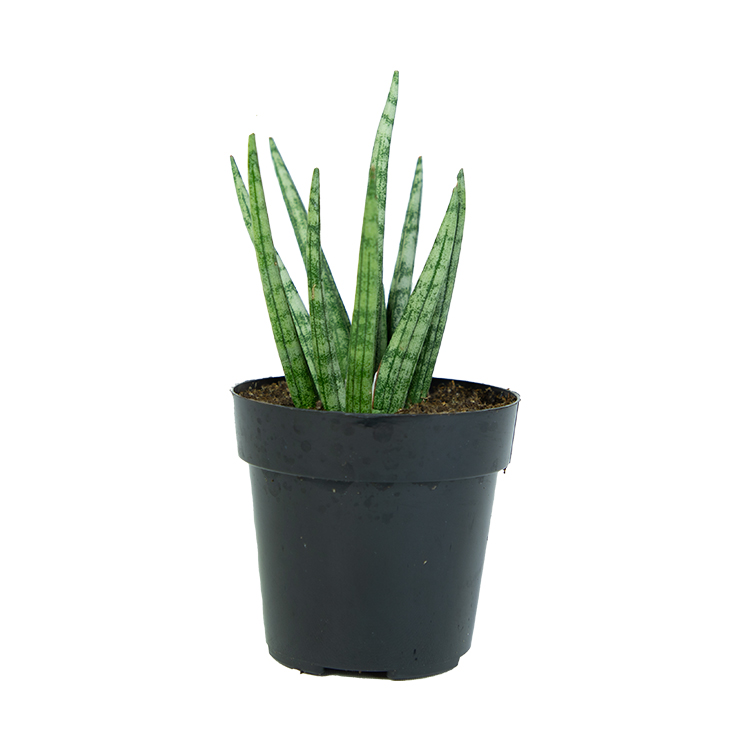 Sansevieria Spiky
