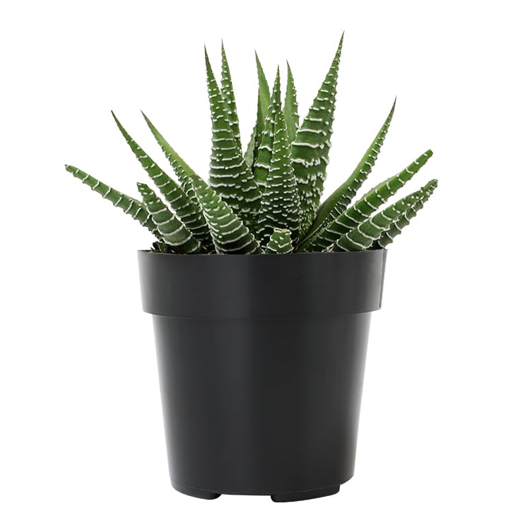 Haworthia Fasciata (Zebra Plant)
