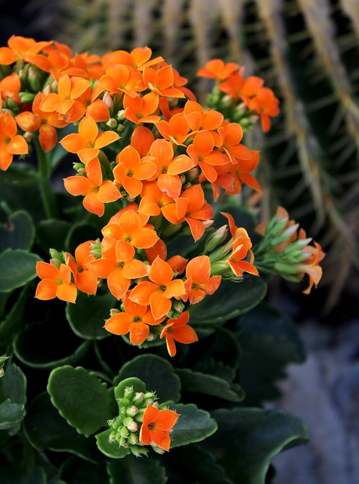 close-up photo of a Smart Planet Kalanchoe plant
