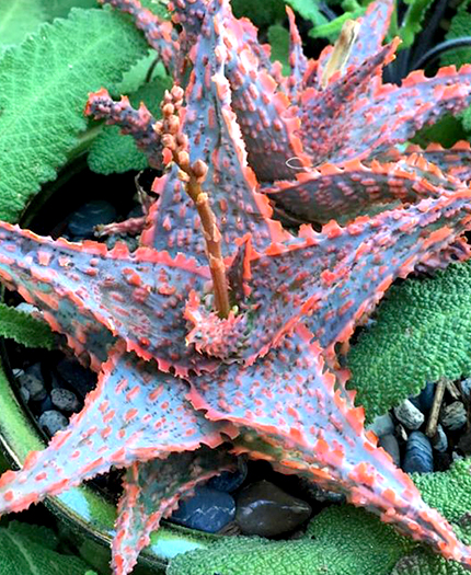 Aloe 'Oik'