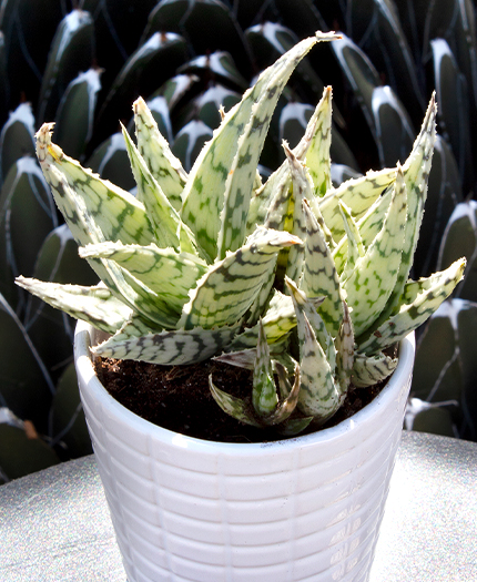 Aloe 'Blizzard' PP21,408