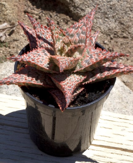 Aloe 'Firecracker' PP33,031