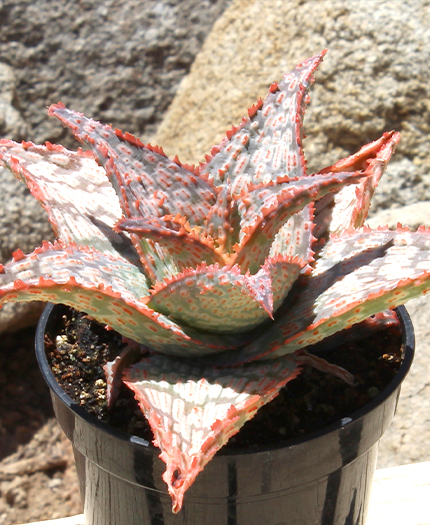 Aloe 'Mauna Kea' PP32,603