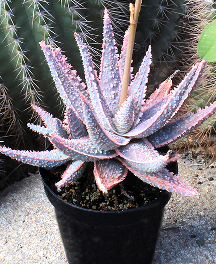 Aloe 'Purple Haze' PP32,604