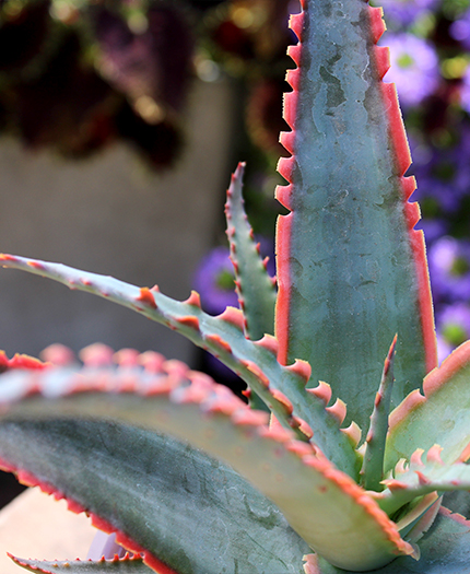 Aloe 'Swordfish' PP32,010