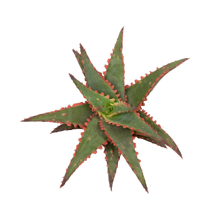 Aloe 'Christmas Carol'