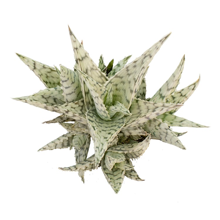 Aloe 'Blizzard' PP21,408
